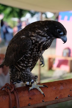 Falco ammaestrato per la falconeria medievale