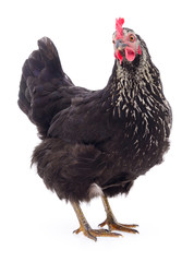 Black hen isolated.