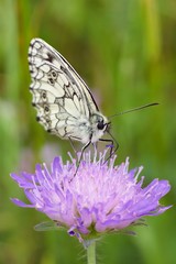 Black and white Butterfly.