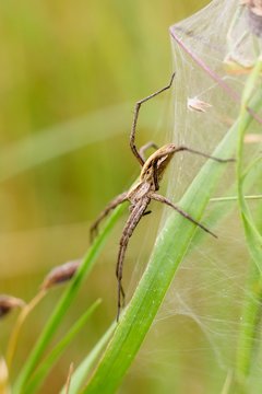 Spider on grass.