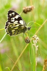 Butterfly and little snail.