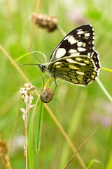 Butterfly and little snail.