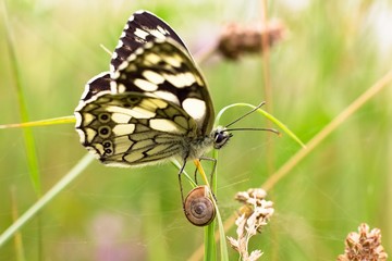 Butterfly and little snail.
