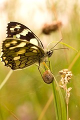 Butterfly and little snail.