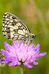 Butterfly on flower.