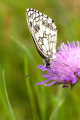 White Butterfly on flower.