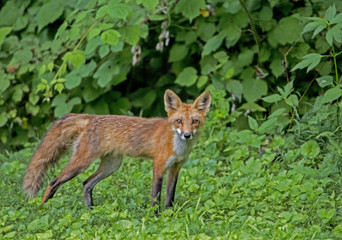 Naklejka na ściany i meble Red Fox surrounded with greenery stares at the camera.