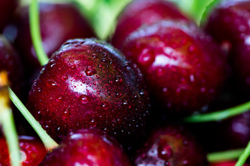 Cherry basket. cherry tree branch. fresh ripe cherries. sweet cherries in garden