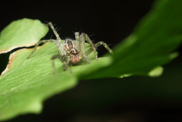 Macro Photography - A  Jumping Spider Resting on top green leaf. Image has grain or blurry or noise and soft focus when view at full resolution. (Shallow DOF)