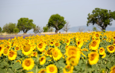 lavandes en Provence
