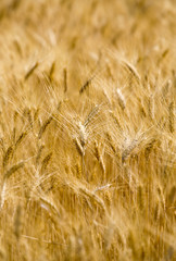 lavandes en Provence