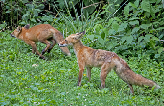 Mother Red Fox and baby in green grass.