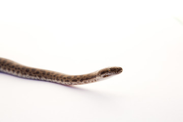 Spotted Python - young snake on white background