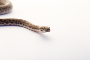 Spotted Python - young snake on white background