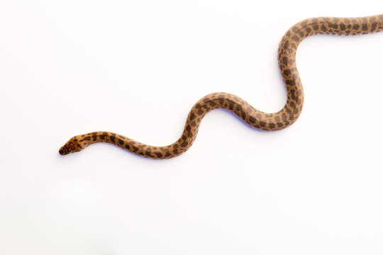Spotted Python - young snake on white background
