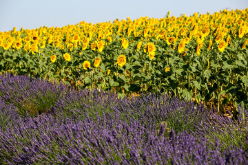 lavandes en Provence
