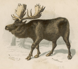 Moose (Elk) - Scrap - Brittan. Date: circa 1880