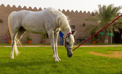 beautiful arabian horse