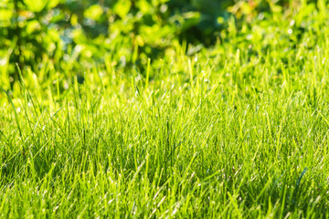 Natural  green grass  on green blurred background.