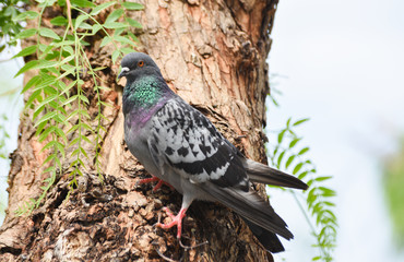 Pigeon ( dove ) standing on a tree, isolated.