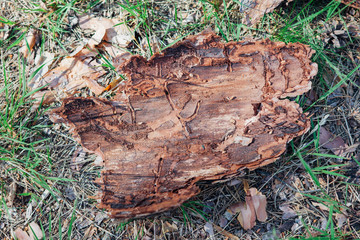 A piece of tree bark on the ground. Tree bark on the grass. Crushed tree bark texture background close up. Shredded brown tree bark for decoration.