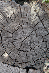 Fototapeta premium Close-up, tree stump. Deforestation. Texture wallpaper.