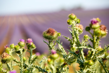 lavandes en provence