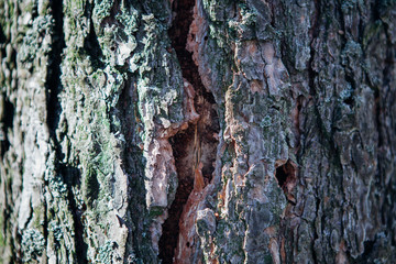 Crushed tree bark texture background close up. Shredded brown tree bark for decoration.