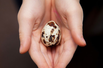 Quail egg in hand, close-up. Eggs quail.