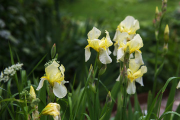 Naklejka na ściany i meble Beautiful yellow irises in the garden after the rain on a summer day