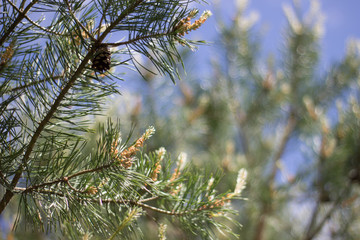 pine macro background
