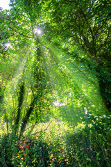 Fototapeta na wymiar rayon de soleil à travers les feuilles