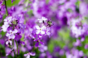 lilac © Ольга Михеева
