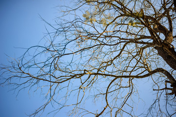 dry branch of a tree against blue sky in autumn