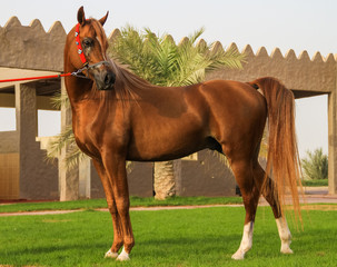 beautiful arabian horse