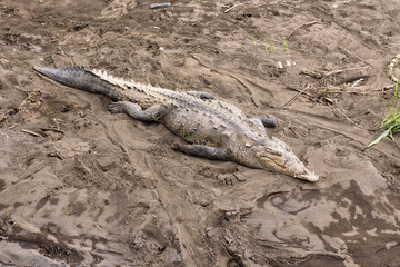 Krokodil