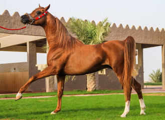 beautiful arabian horse