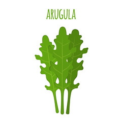 Arugula leaf. Vegetarian green vegetable. Farm market salad. Flat style