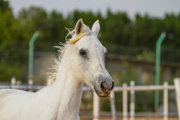 arabian horse