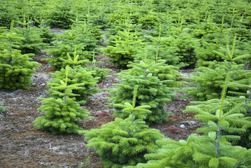 Tannenbaum Plantage in Schleswig-Holstein, Deutschland