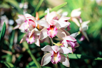 Beautiful Orchids