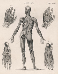 Muscles of the human body. Date: 1768 - obrazy, fototapety, plakaty