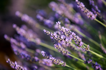 lavandes en provence