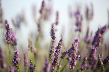 lavandes en provence