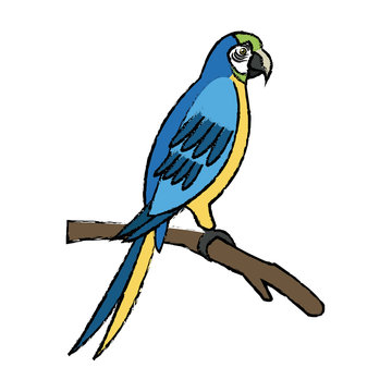 macaw amazon bird brazil wildlife image vector illustration
