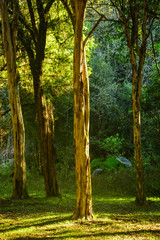 Fototapeta premium woods in guaporé, brazil