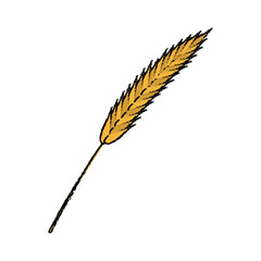 oktoberfest concept with ears of barley vector illustration