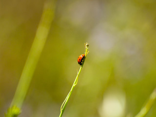 Cocinella septempunctata - One lady bug on the grass on springtime