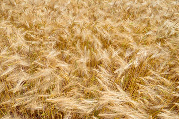 orge avant la moisson