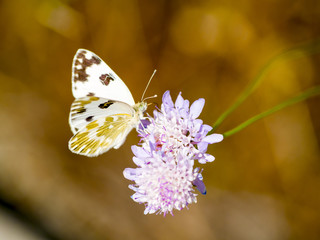 White buttefly pollinating a flower on springtime